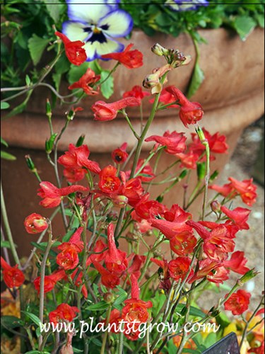 Red Larkspur ( Delphinium nudicaule)
Small red flowers on the floral spike are a lot different than most people think a Delphinium flower should look like.